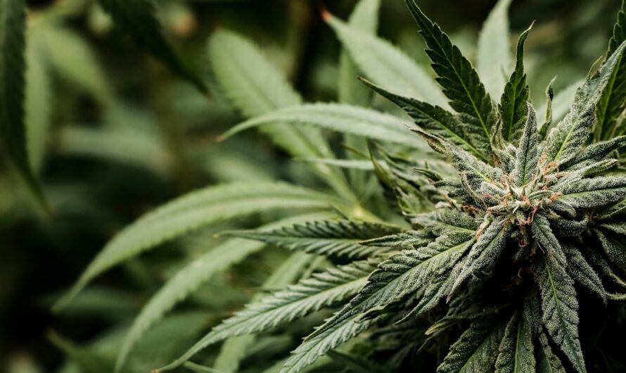 Купить марихуану в Болгарии: Правовой статус и возможности
