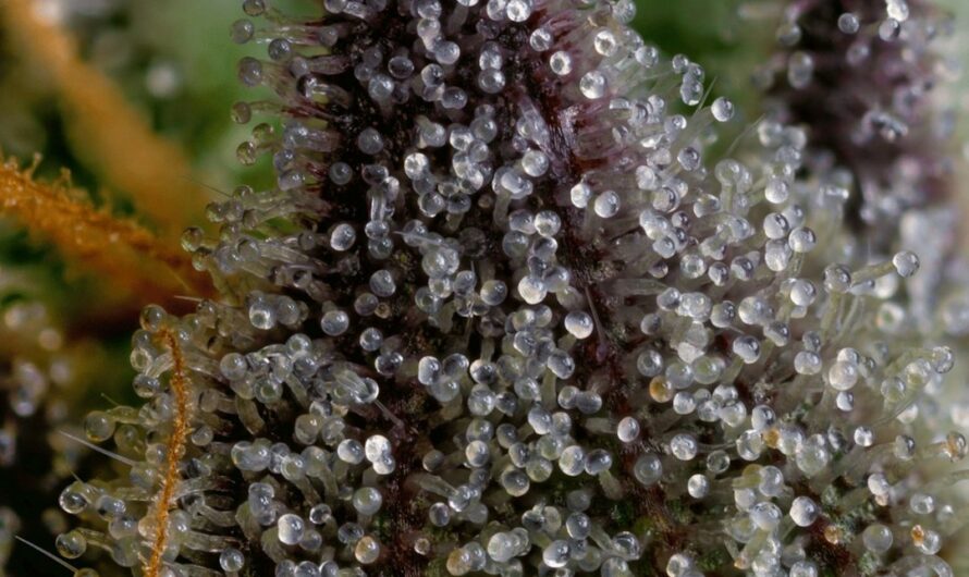 Семена конопли полезные свойства и применение