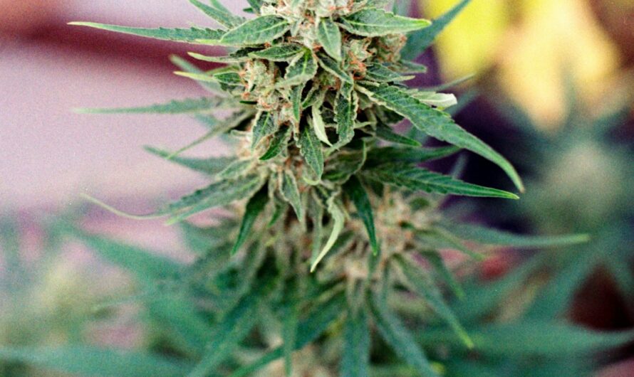 Выращивание конопли в Беларуси: покупка семян и их цена