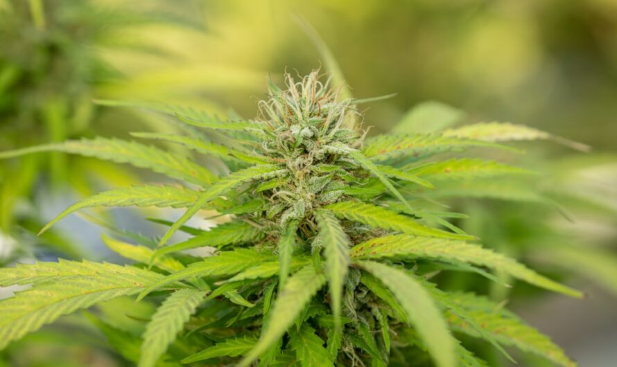 Купить Семена Конопли в Москве