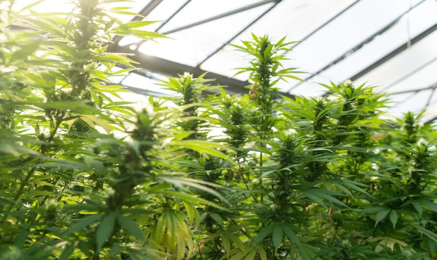 Выращивание марихуаны из семени: основы и стадии роста