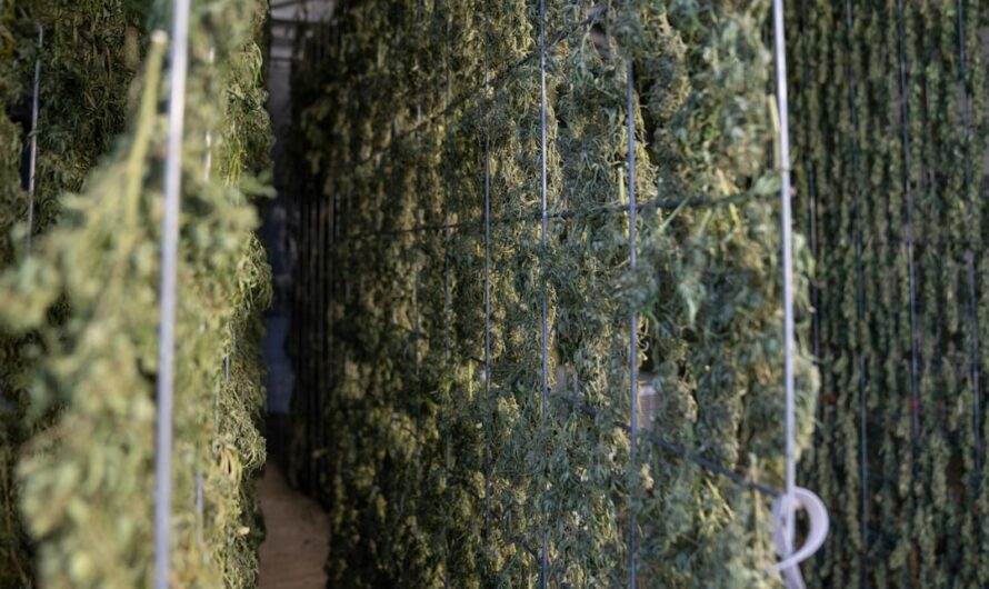 Покупка марихуаны в Москве с курьером