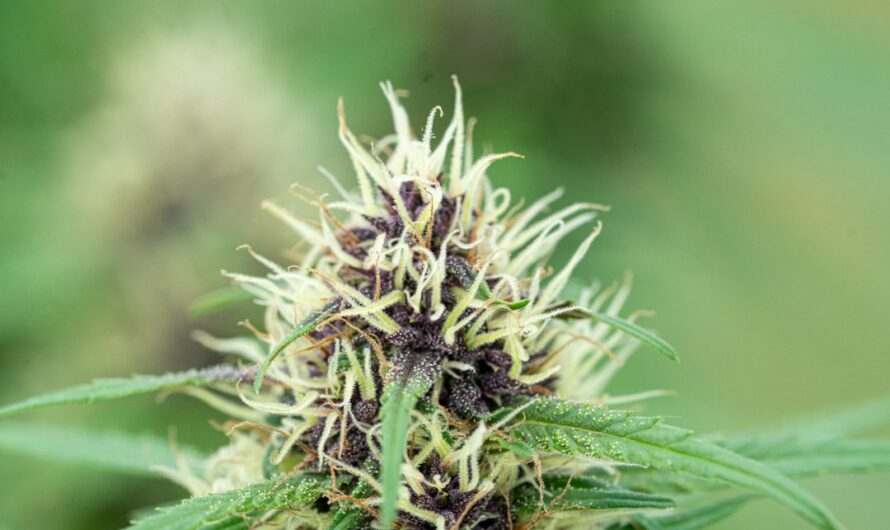 Продажа наркотических средств в Челябинске