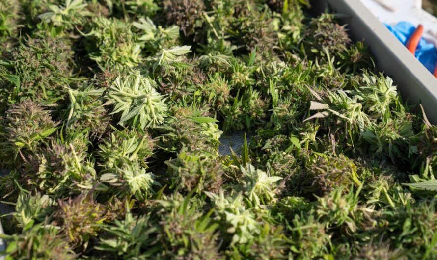 Лечение мочекаменной болезни коноплей