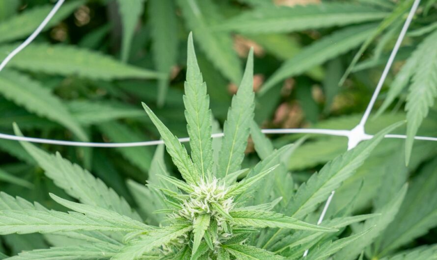 Свойства и применение семян конопли