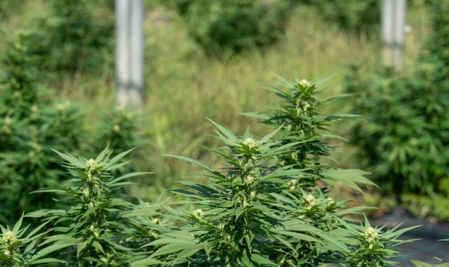 Семена конопли полезные свойства и применение в питании