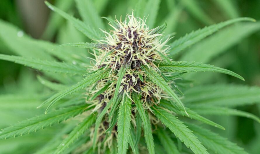 Свойства и применение конопли Sativa