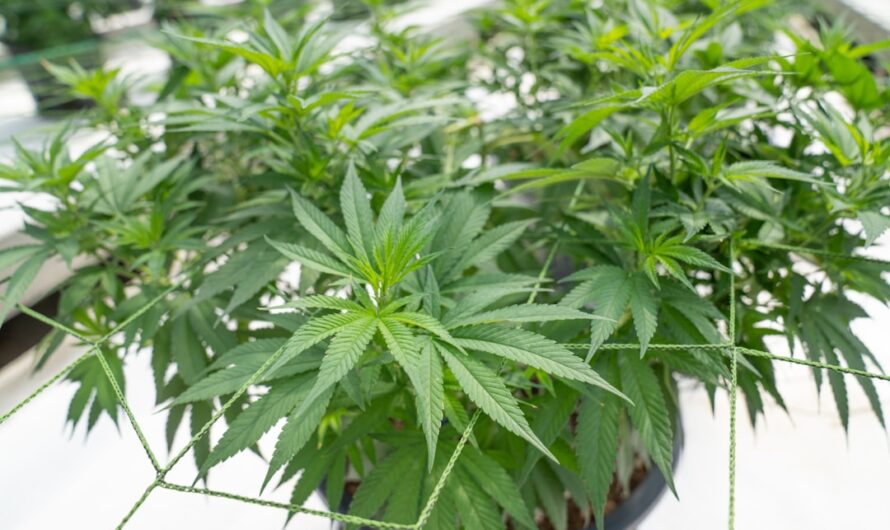 Аминокислотный состав семян конопли обзор и анализ