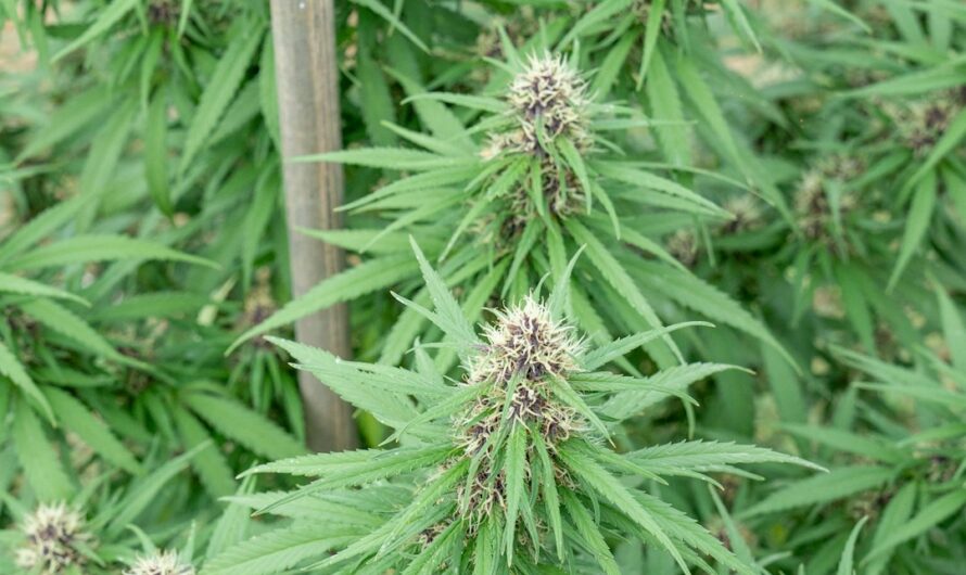 Сорт конопли Original Afghani и его характеристики