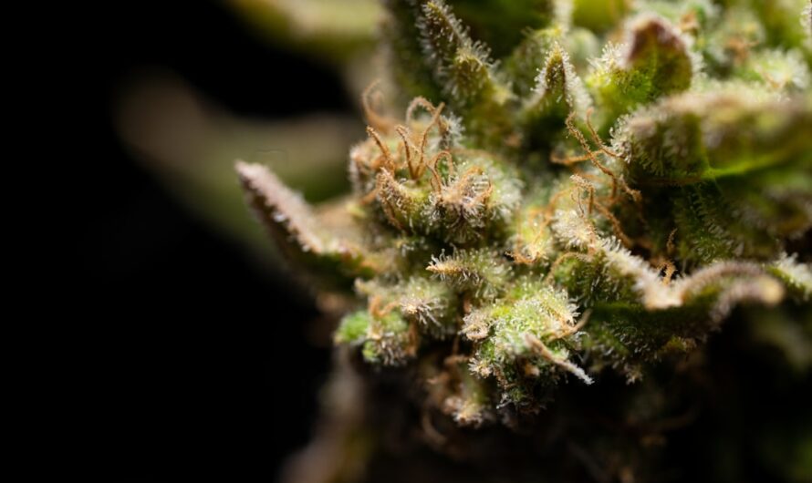 Курительные наркотики и их влияние на здоровье