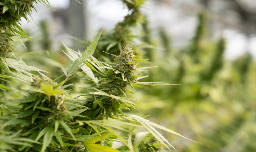 Сортовая конопля и ее применение