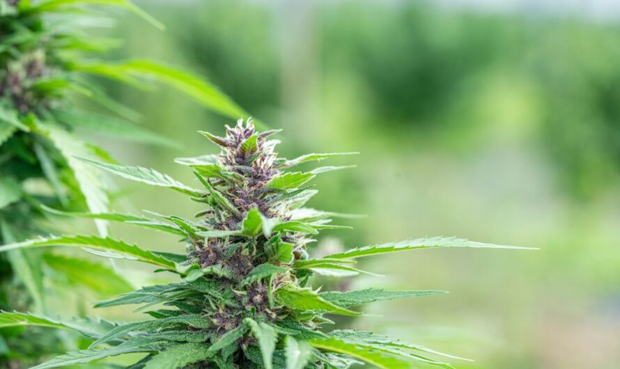 Солс наркотики и их опасность для здоровья