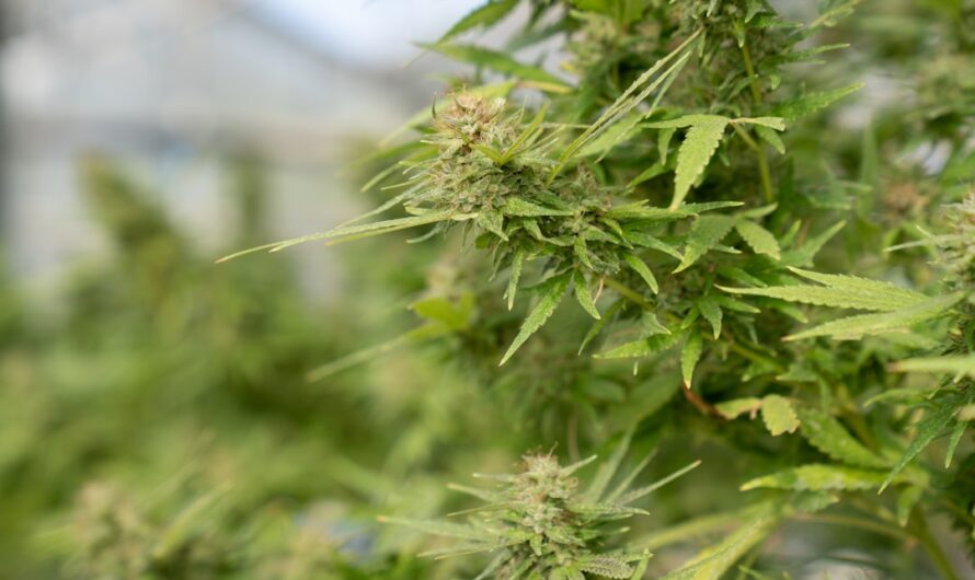 Легальные аспекты продажи наркотических средств и их реализация через аптеки