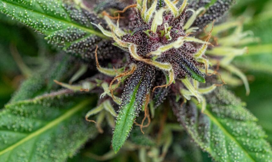 Хранение семян марихуаны