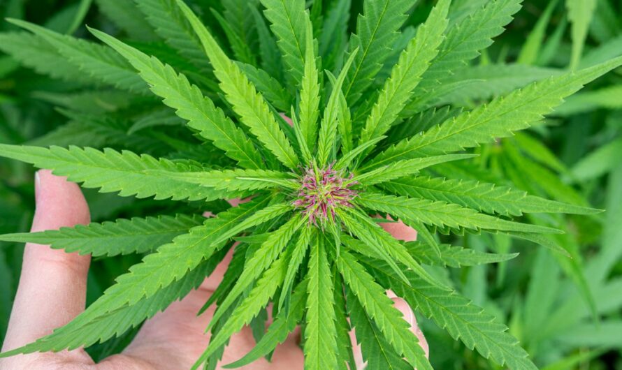 Героин и его влияние на здоровье и общество