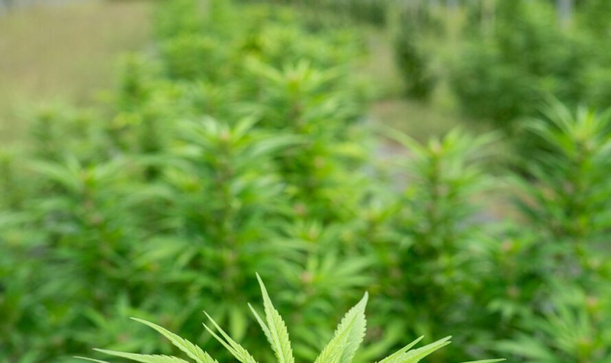 Семена конопли и их роль в кулинарных и медицинских традициях