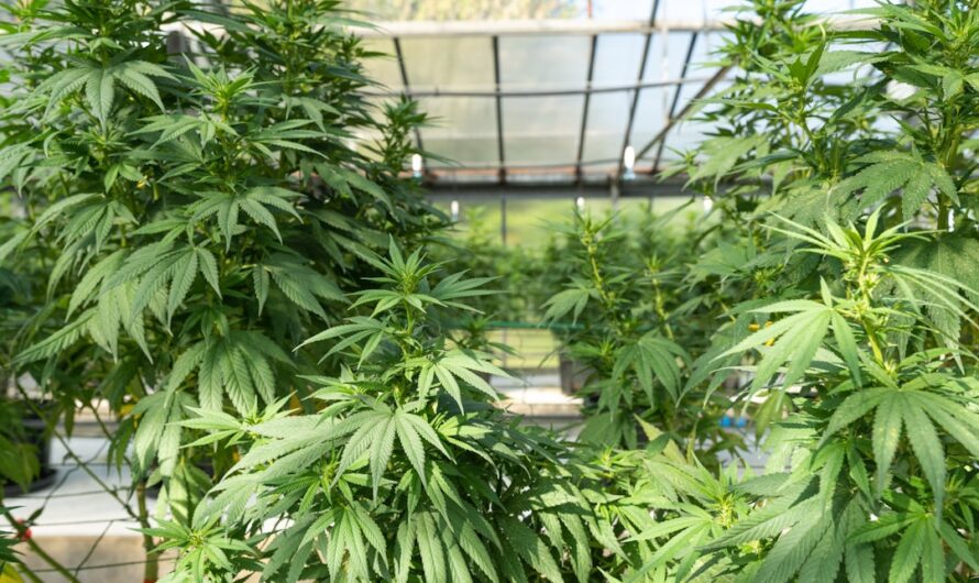 Польза и рецепты приготовления каши из семян конопли