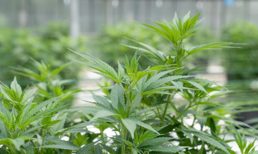 Купить семена конопли в Ростове