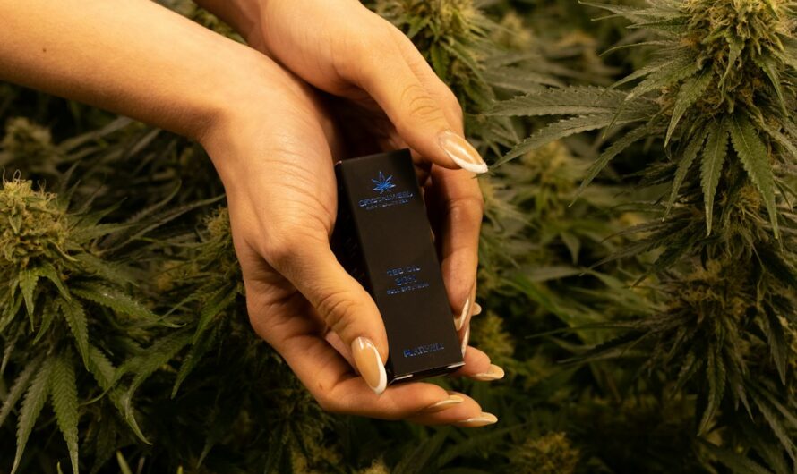 Свойства и преимущества семян Auto Cheese regular