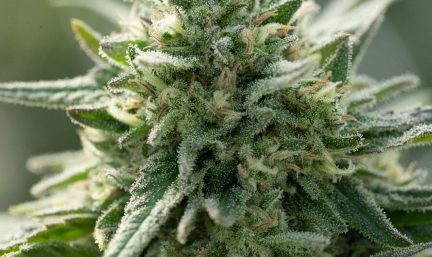 Купить семена конопли онлайн в России легально и безопасно