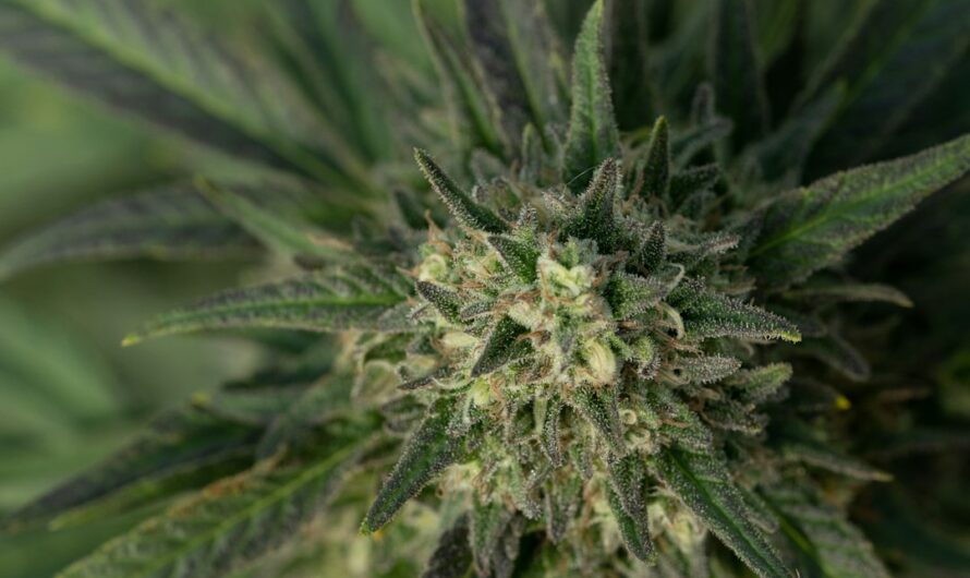 Выращивание конопли с семян пошаговое руководство