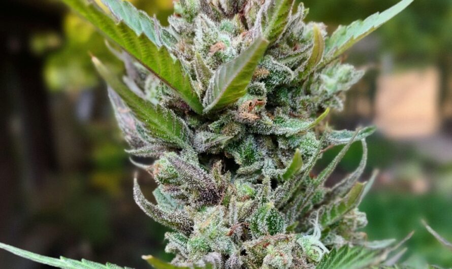 Продажа наркотиков в аптеках: проблема и пути решения