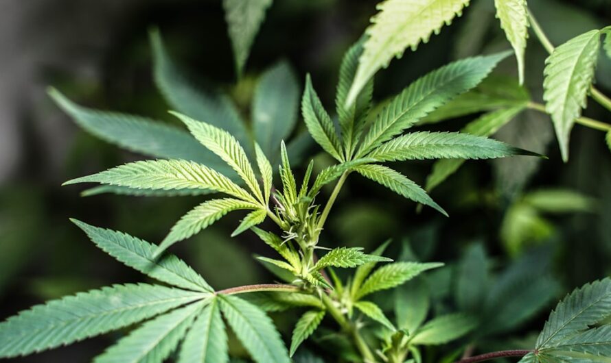 Купить спайс в Череповце и информация о спайсах