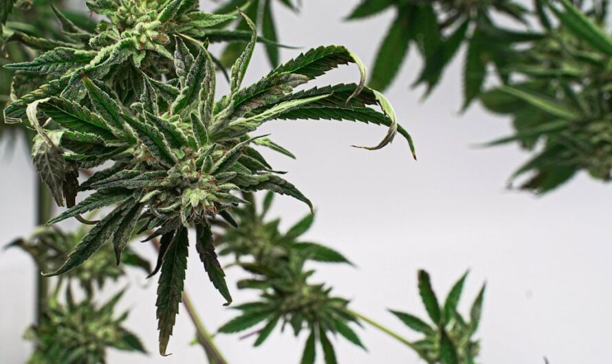 Семена конопли и марихуаны свойства и использование