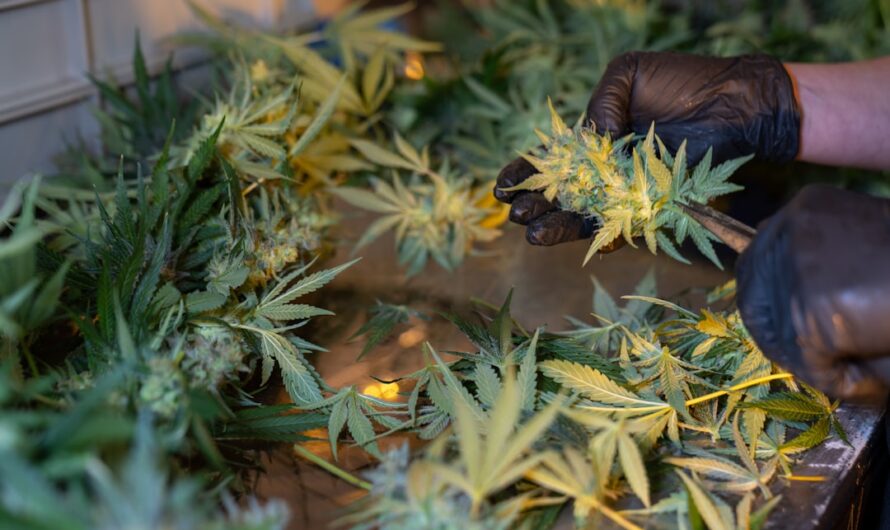 Конопляное семя полезные свойства и использование в кулинарии