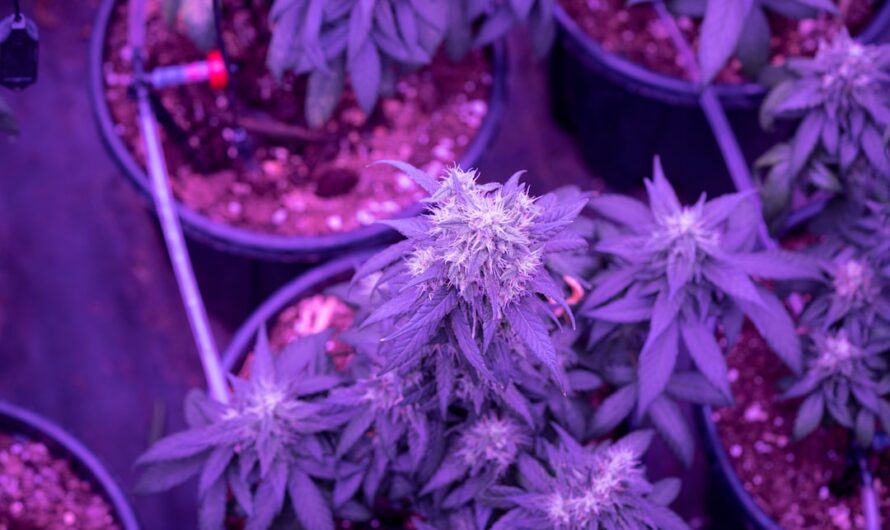 Купить семена конопли в Украине онлайн