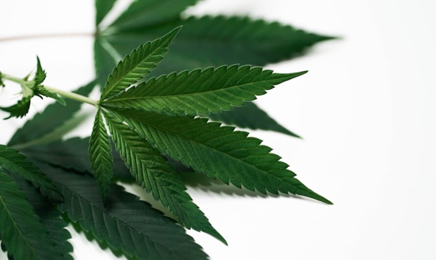 Магазин Семян Конопли: Каталог и Применение Семян Конопли