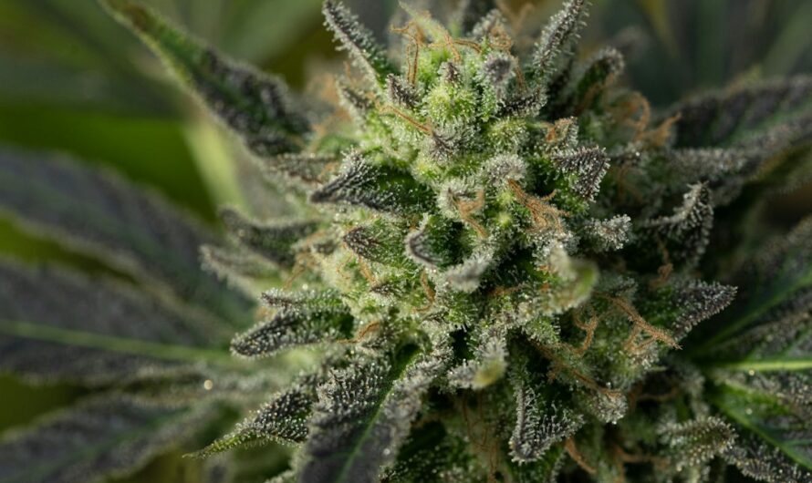 Покупка семян марихуаны и каннабиса в России и Украине