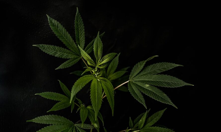 Выращивание марихуаны в гроубоксе с использованием семян конопли