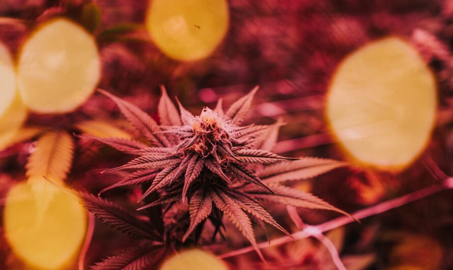 Купить гашиш онлайн с доставкой по России