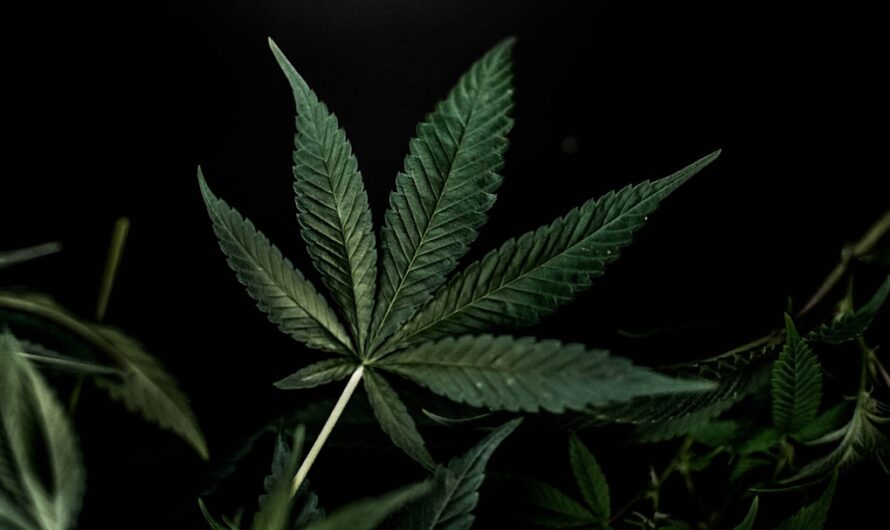 Покупка конопли в Москве: виды, легальные аспекты и рекомендации