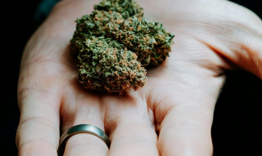 Получение Феминизированных Семян Конопли Пошаговое Руководство