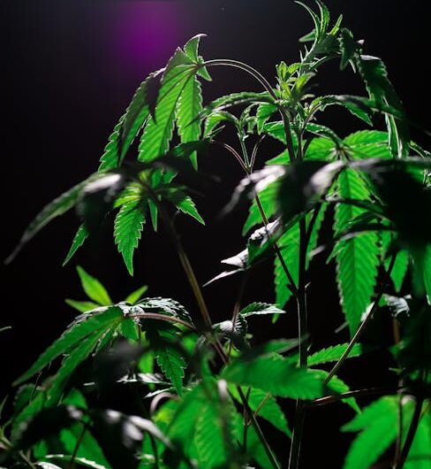 Спайс и его опасность для здоровья и жизни