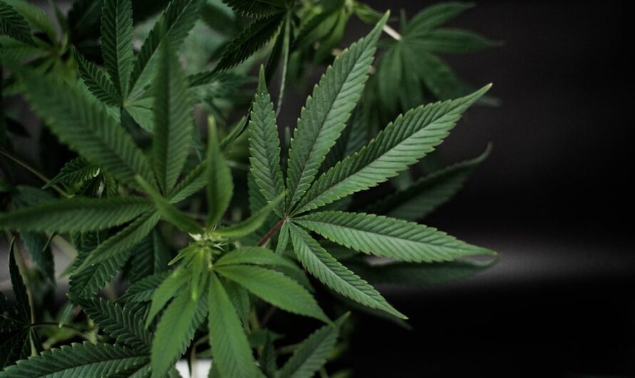 Купить семена марихуаны в Омске