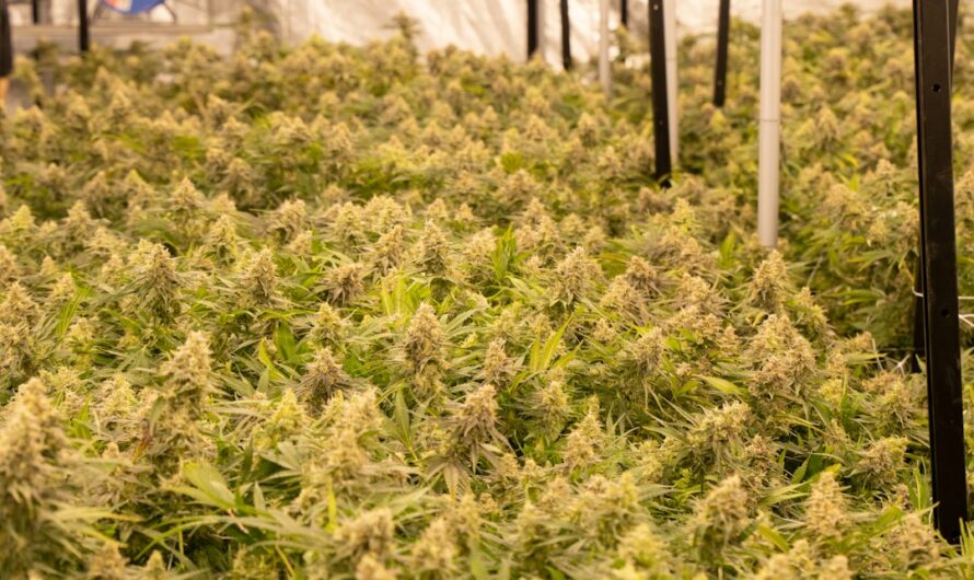 Питательные свойства семян конопли для попугаев