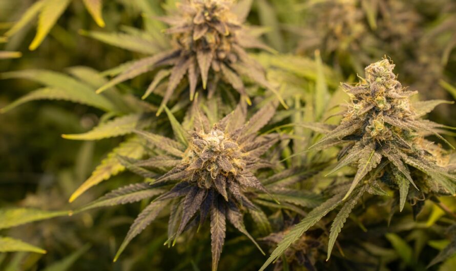 Конопля и ее промышленное применение