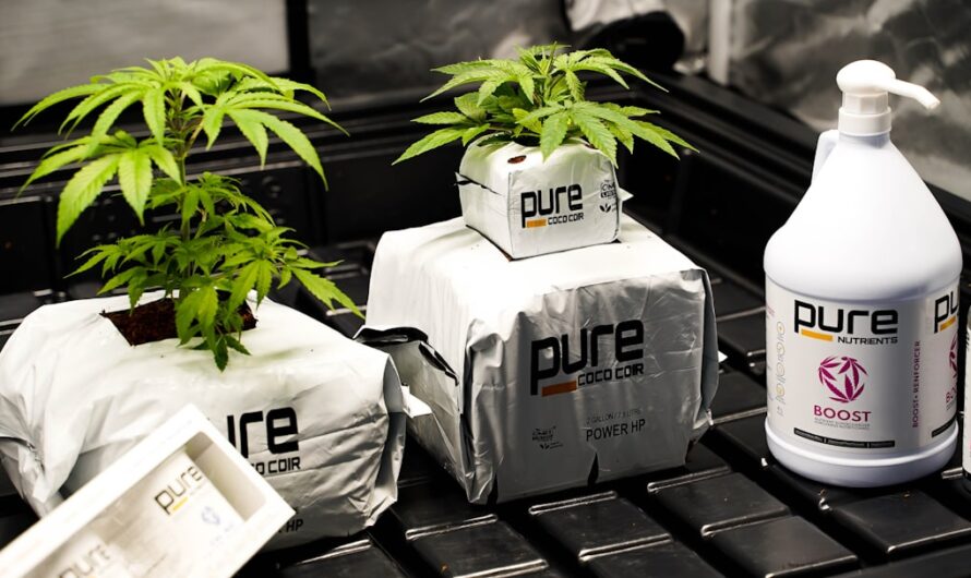 Купить семена марихуаны онлайн и их свойства