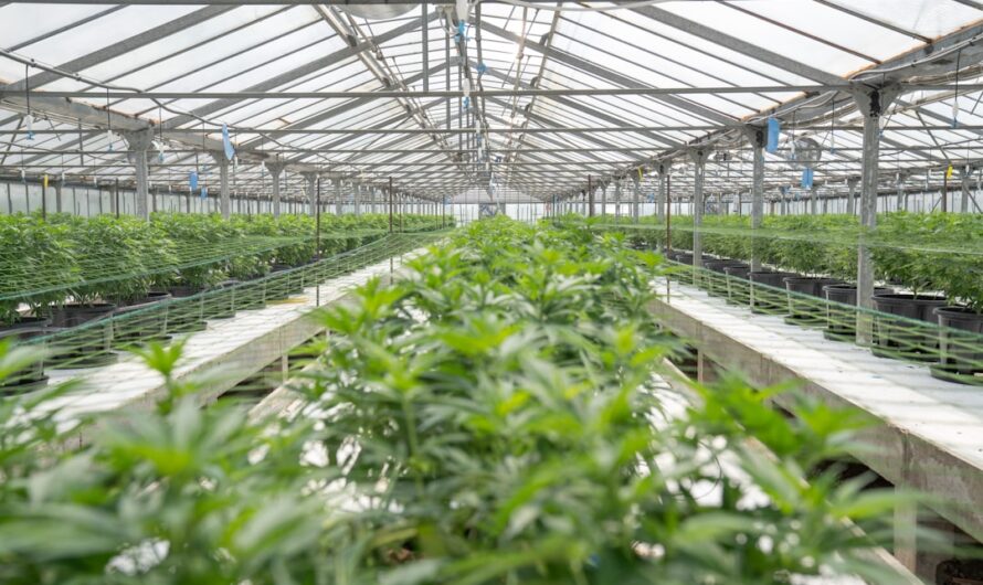 Каннабис и конопля различия и свойства растений