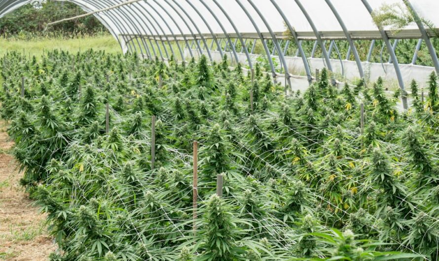 Проращивание семян конопли основа успешного выращивания