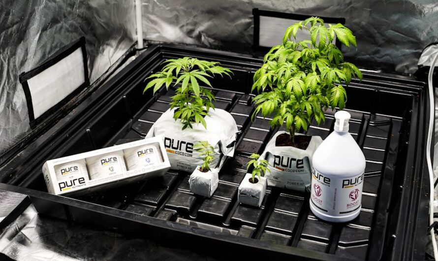 Купить семена конопли почтой в России