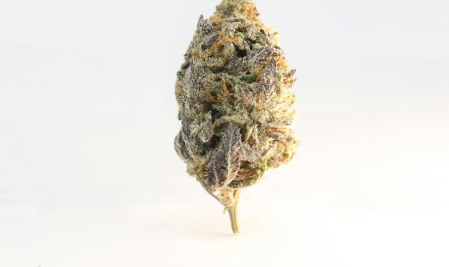 Преимущества покупки семян конопли поштучно