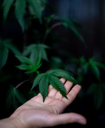 Покупка семян марихуаны онлайн