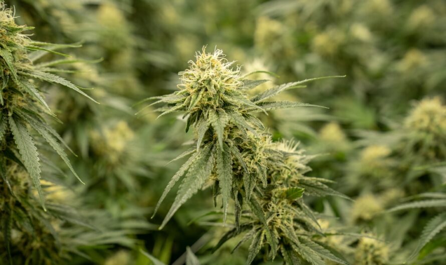 Сорт конопли Auto Caramello от Ganja Seeds