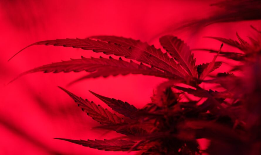 Семена конопли и их польза для здоровья