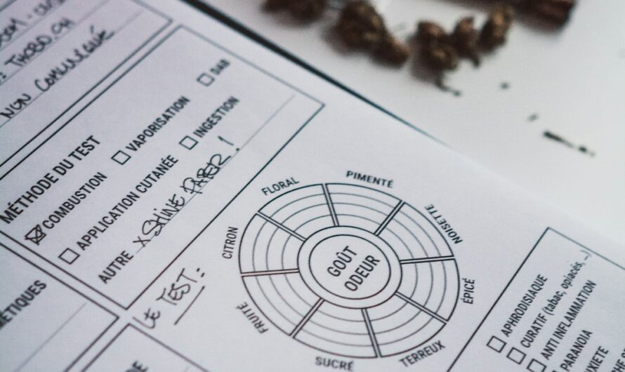 Выращивание конопли сорта Jet 47