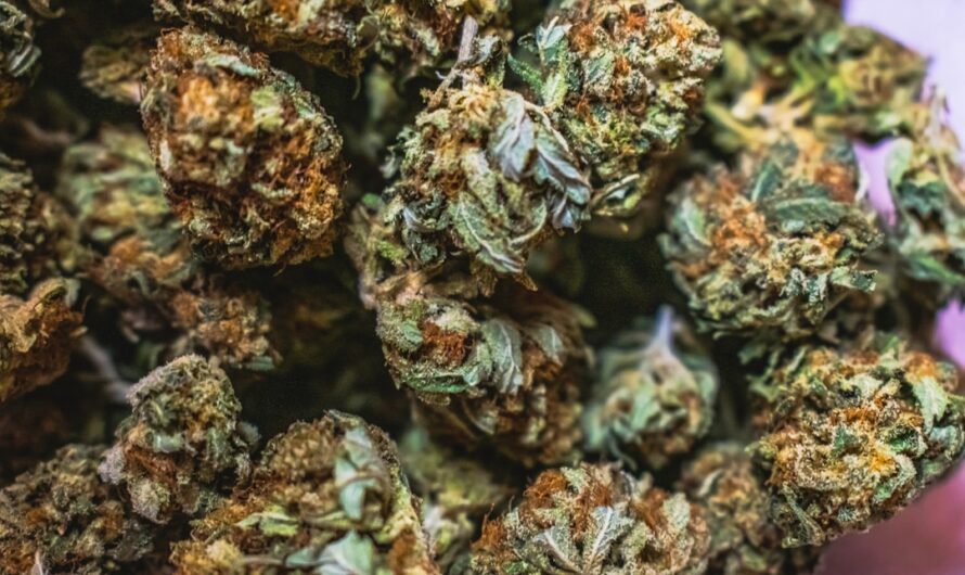 Семена марихуаны и их использование для выращивания конопли